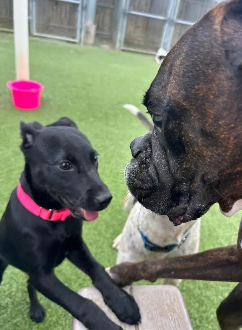 Obsidian thumbnail 4