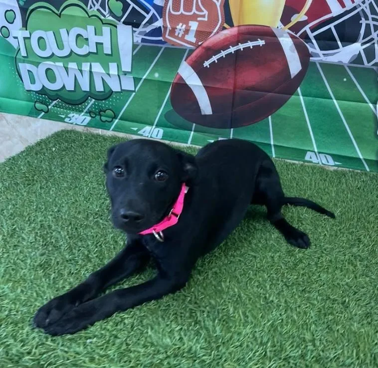 Obsidian thumbnail 6