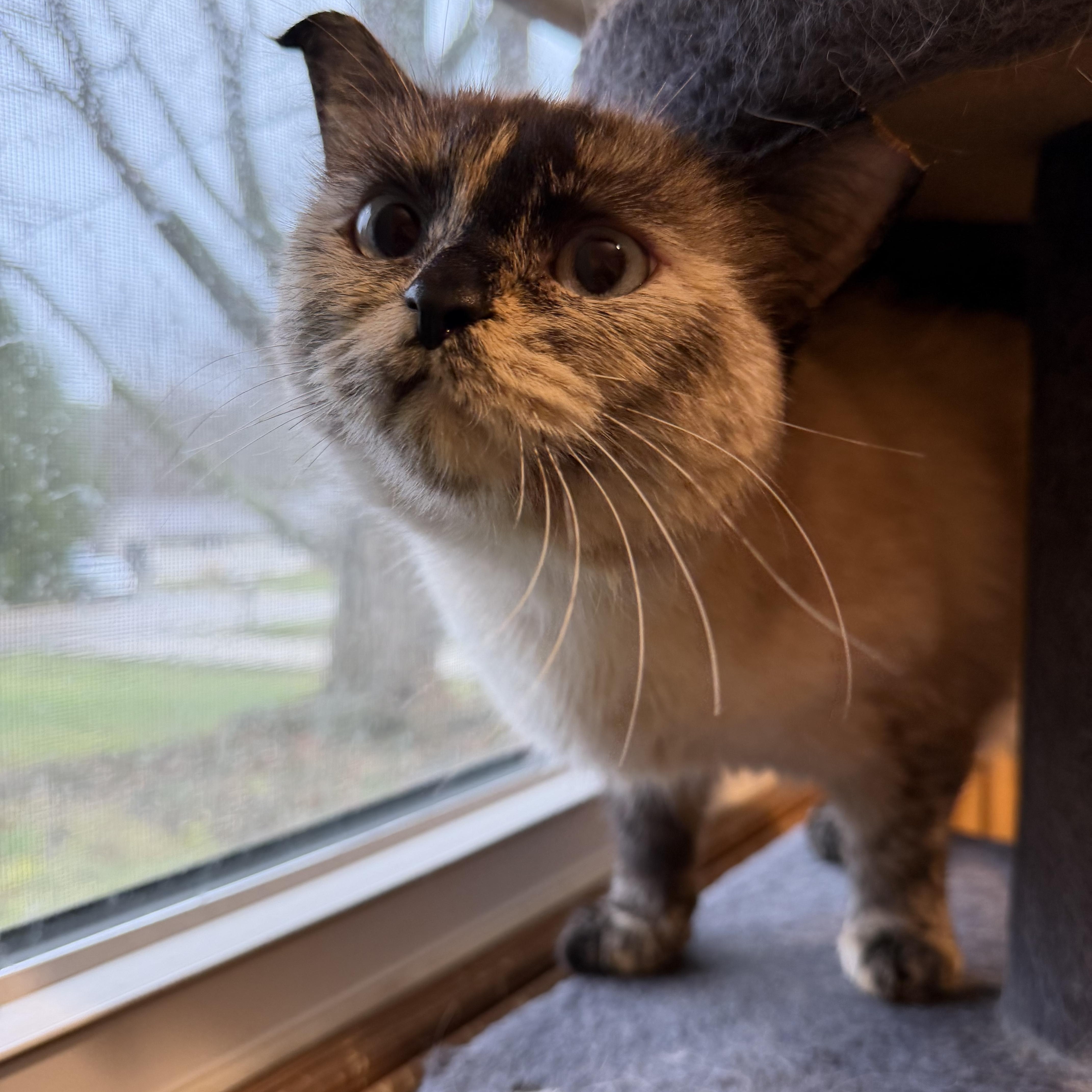 Marshmallo thumbnail 3