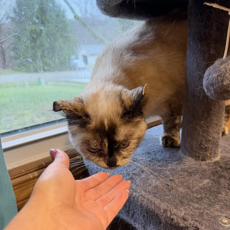 Marshmallo thumbnail 4