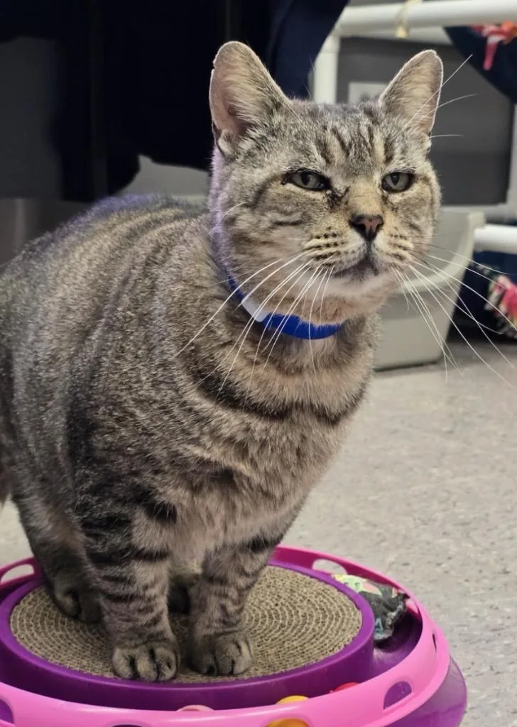 Butterball thumbnail 2