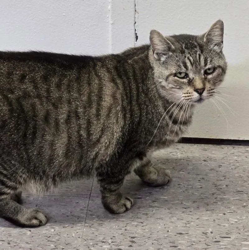 Butterball thumbnail 3