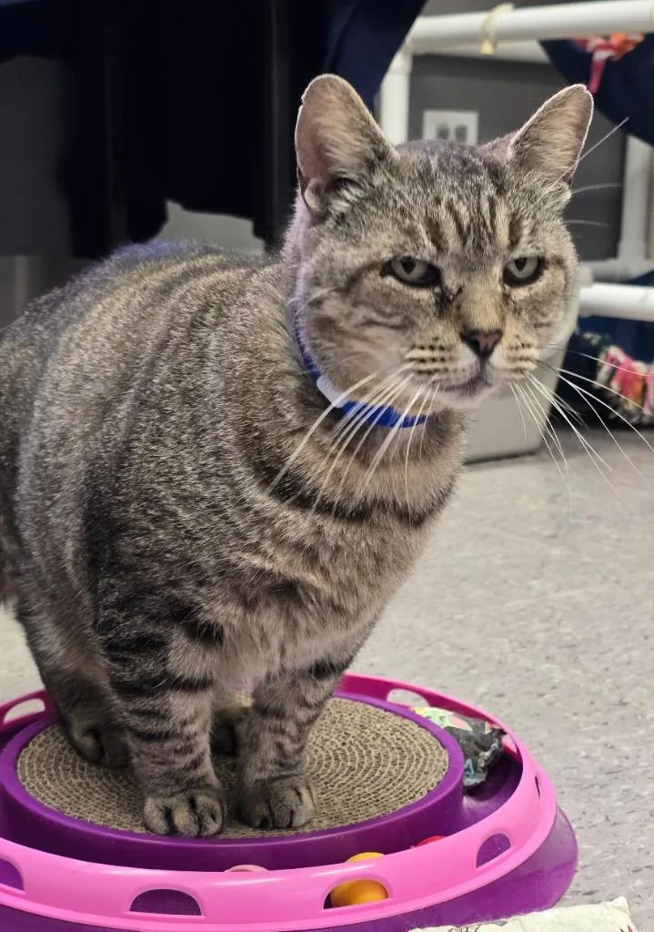 Butterball thumbnail 4