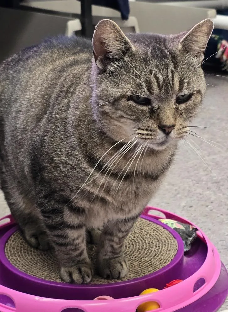 Butterball thumbnail 5