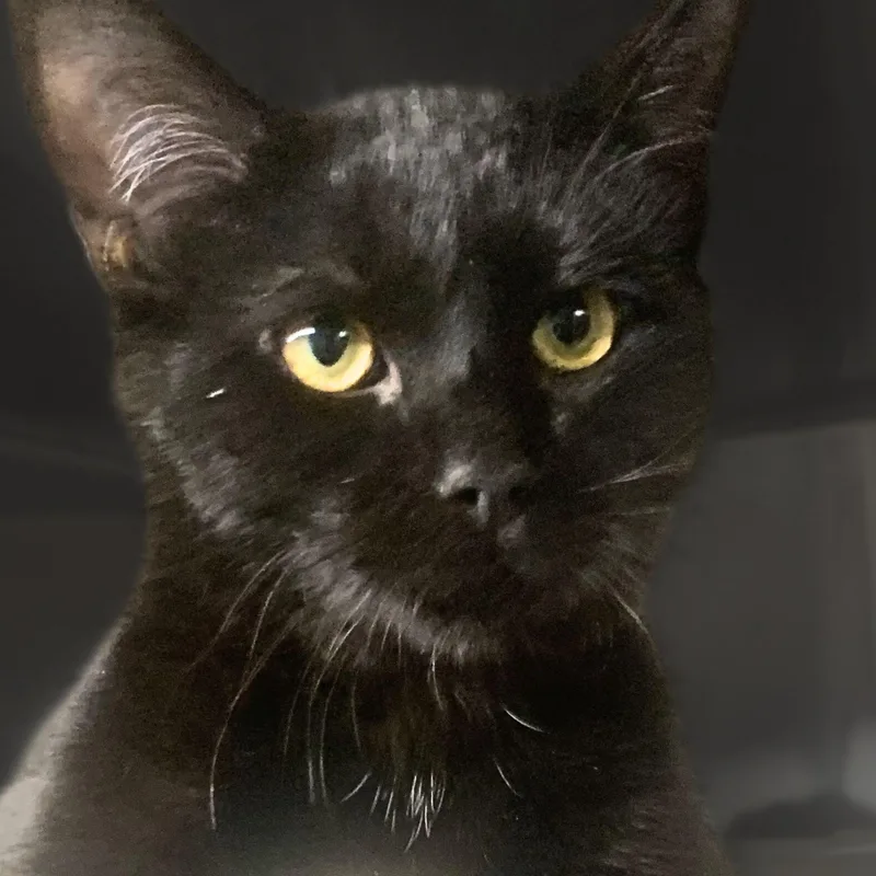 Hank Williams thumbnail 4