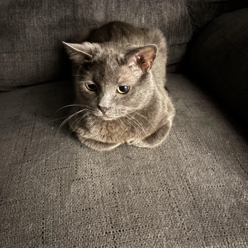 Moonstone thumbnail 2