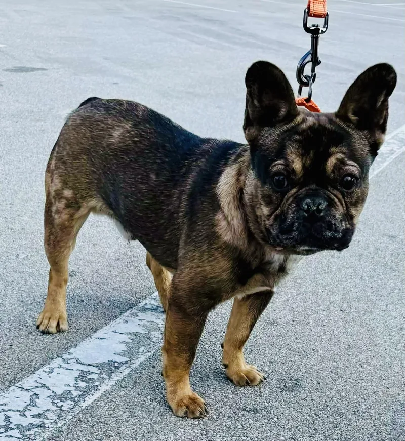 Murphy O’mally thumbnail 2