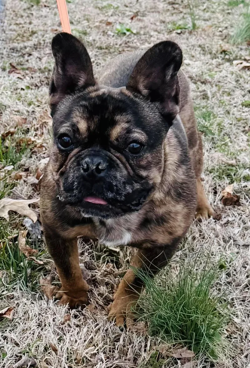 Murphy O’mally thumbnail 3