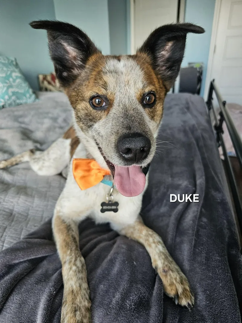 Duke