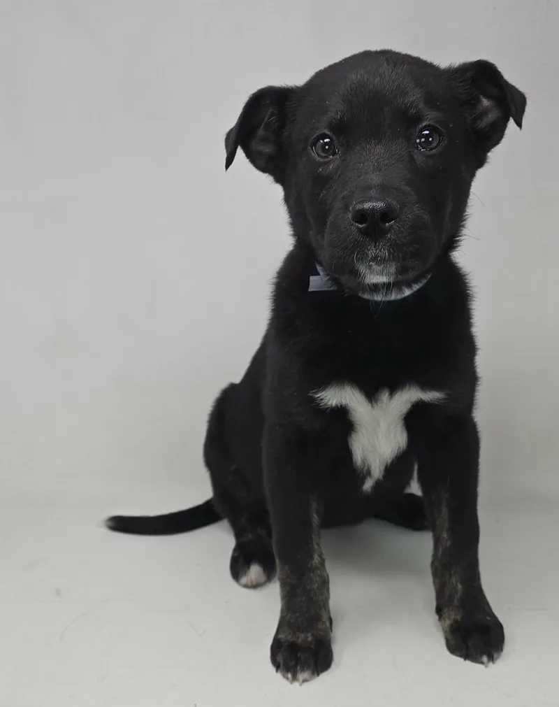 Valentine thumbnail 4