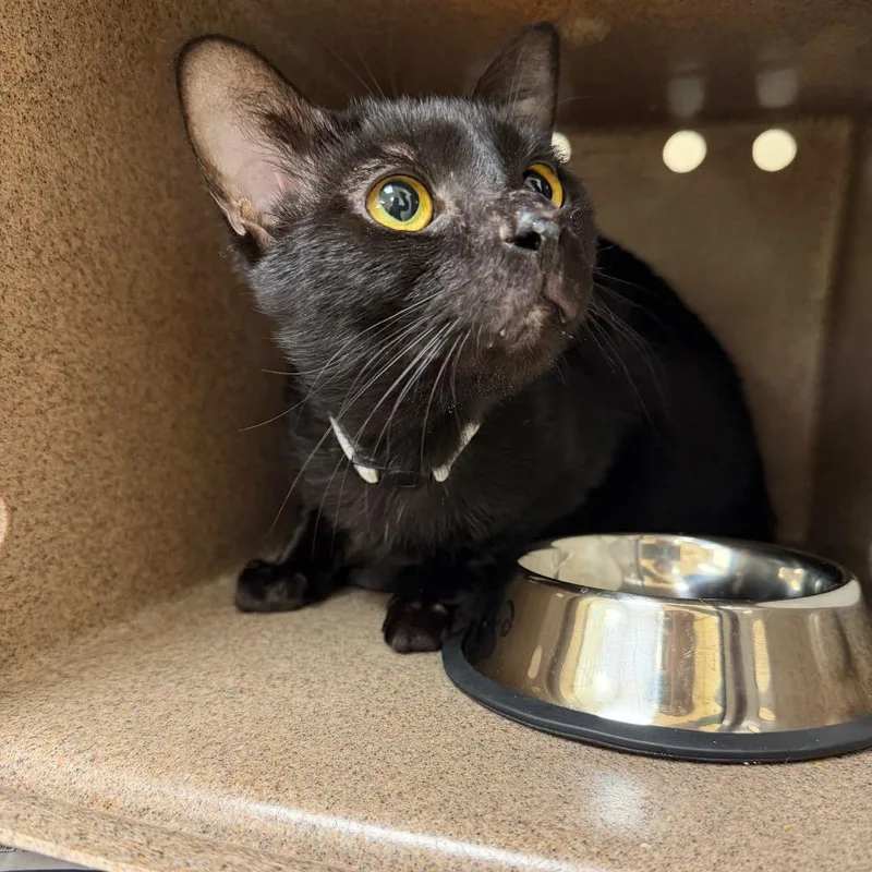 Helvetica thumbnail 2