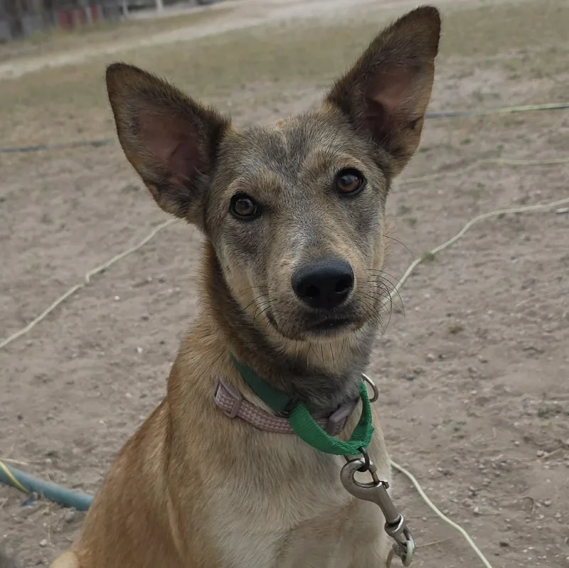 Dandelion thumbnail 2