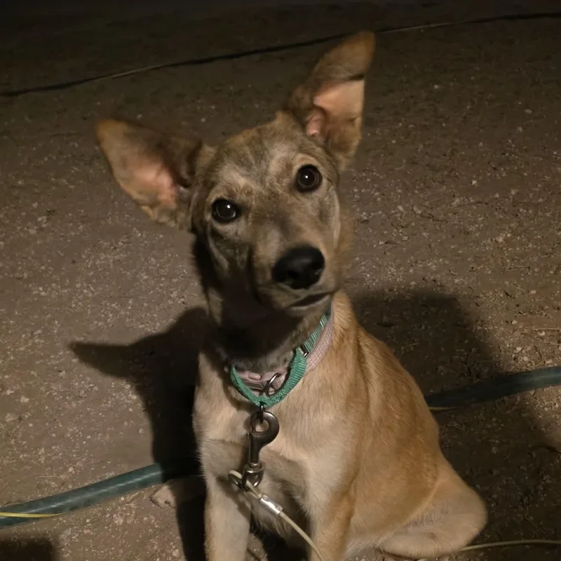 Dandelion thumbnail 3