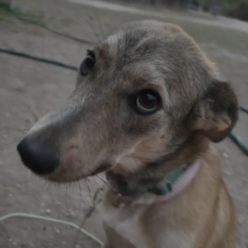 Dandelion thumbnail 4