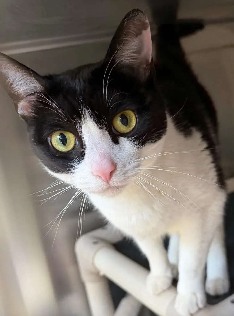 Oreo Cookie thumbnail 2