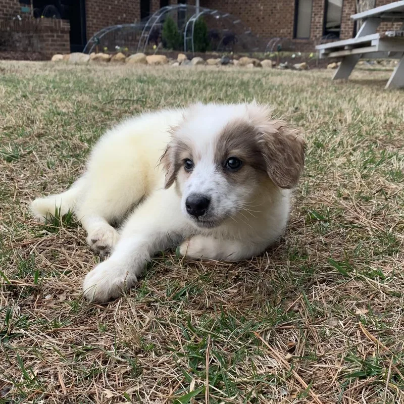 Bennington thumbnail 2