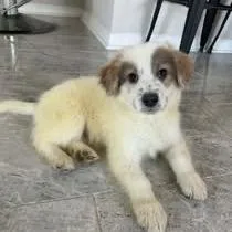 Bennington thumbnail 4