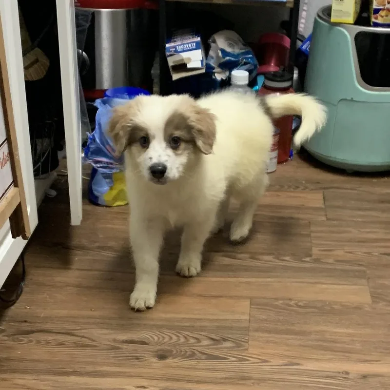 Bennington thumbnail 5