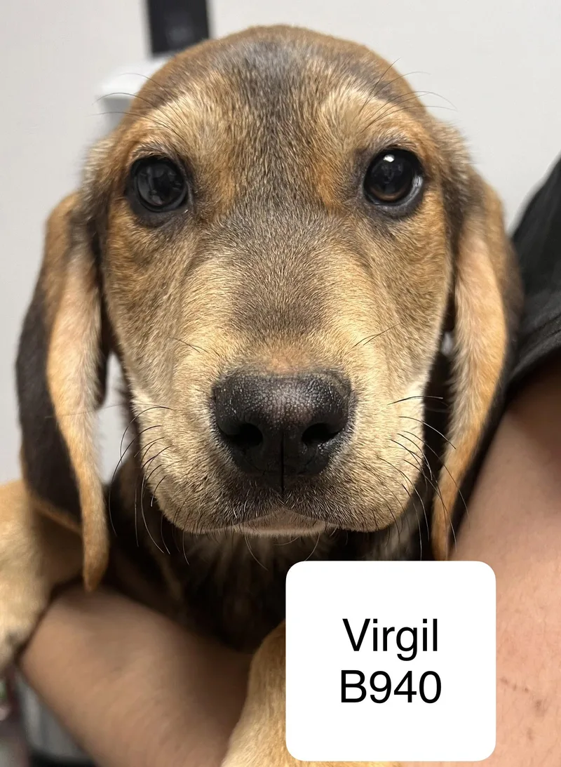 Virgil