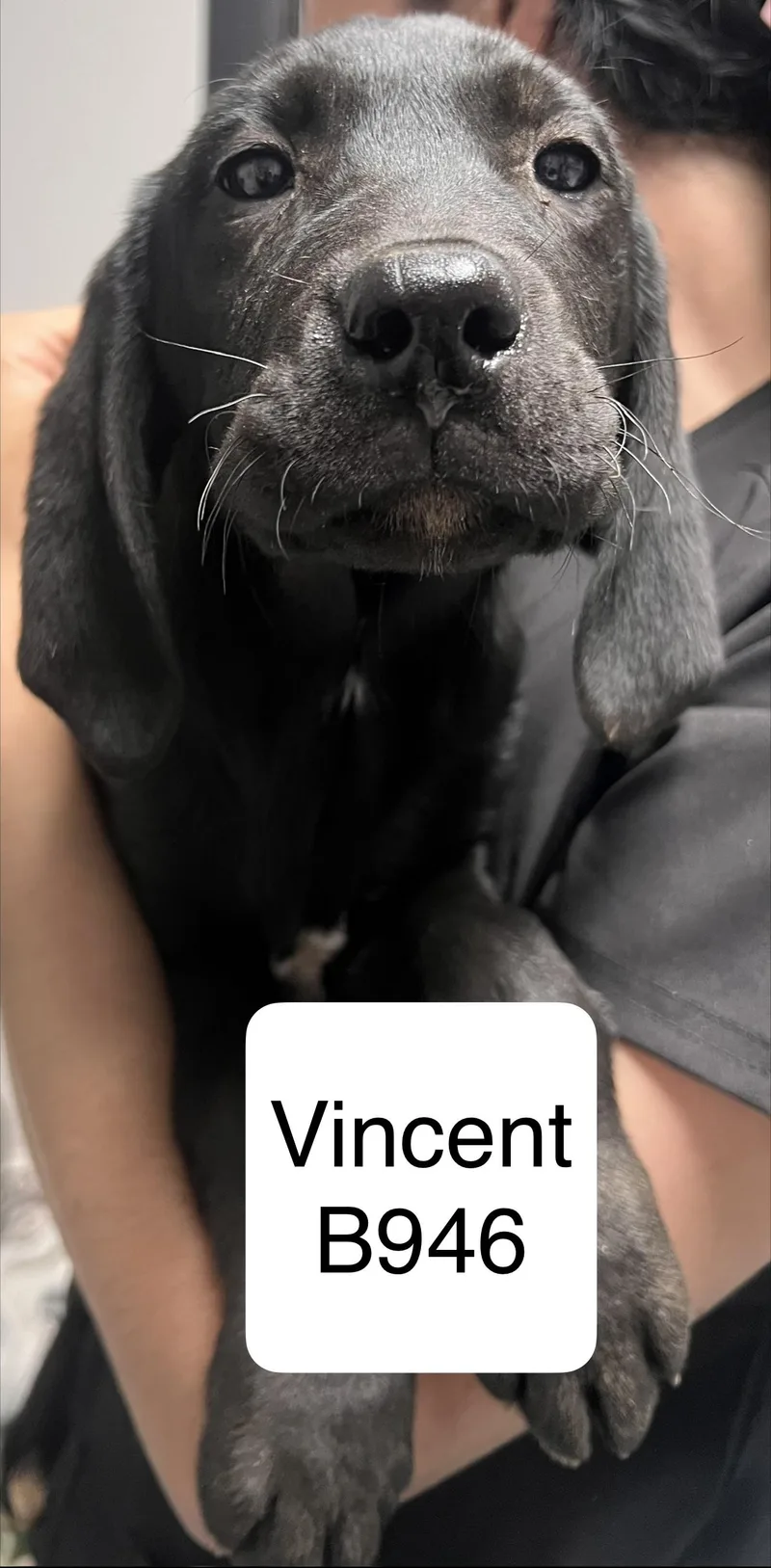 Vincent
