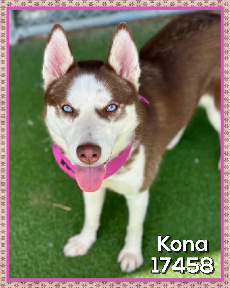 Kona thumbnail 2