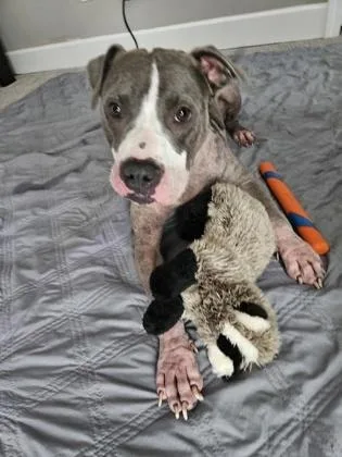 Sweetface thumbnail 3