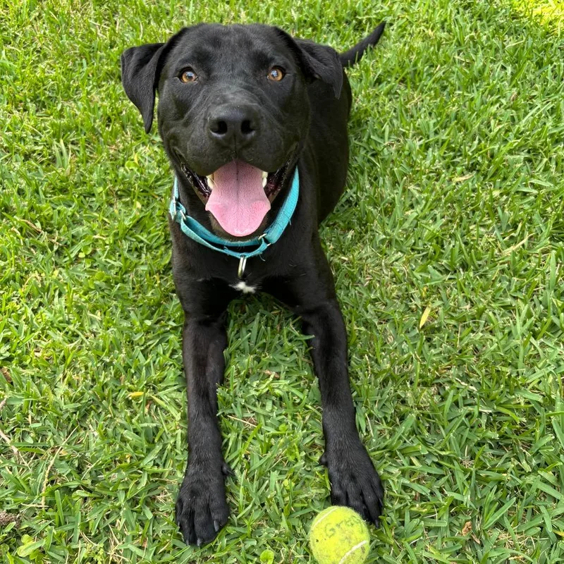 Fiddy Cent thumbnail 2