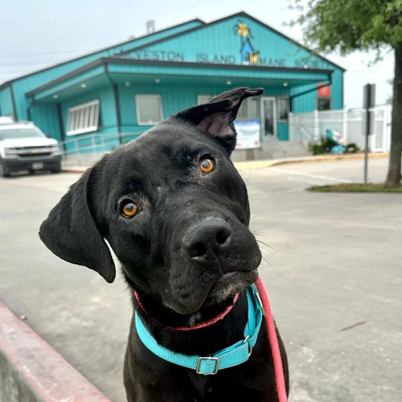 Fiddy Cent thumbnail 3