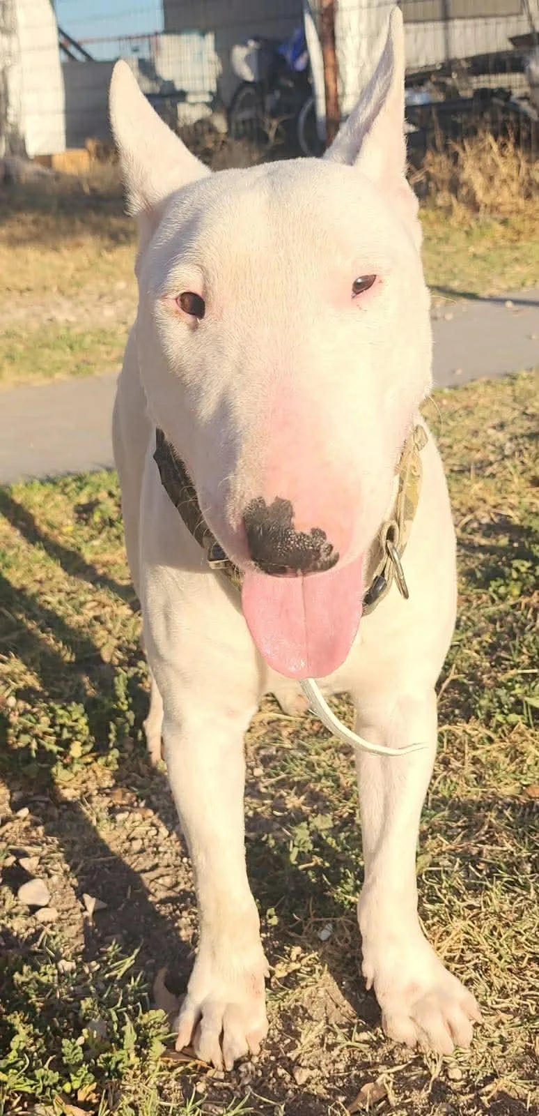 Bullseye thumbnail 2