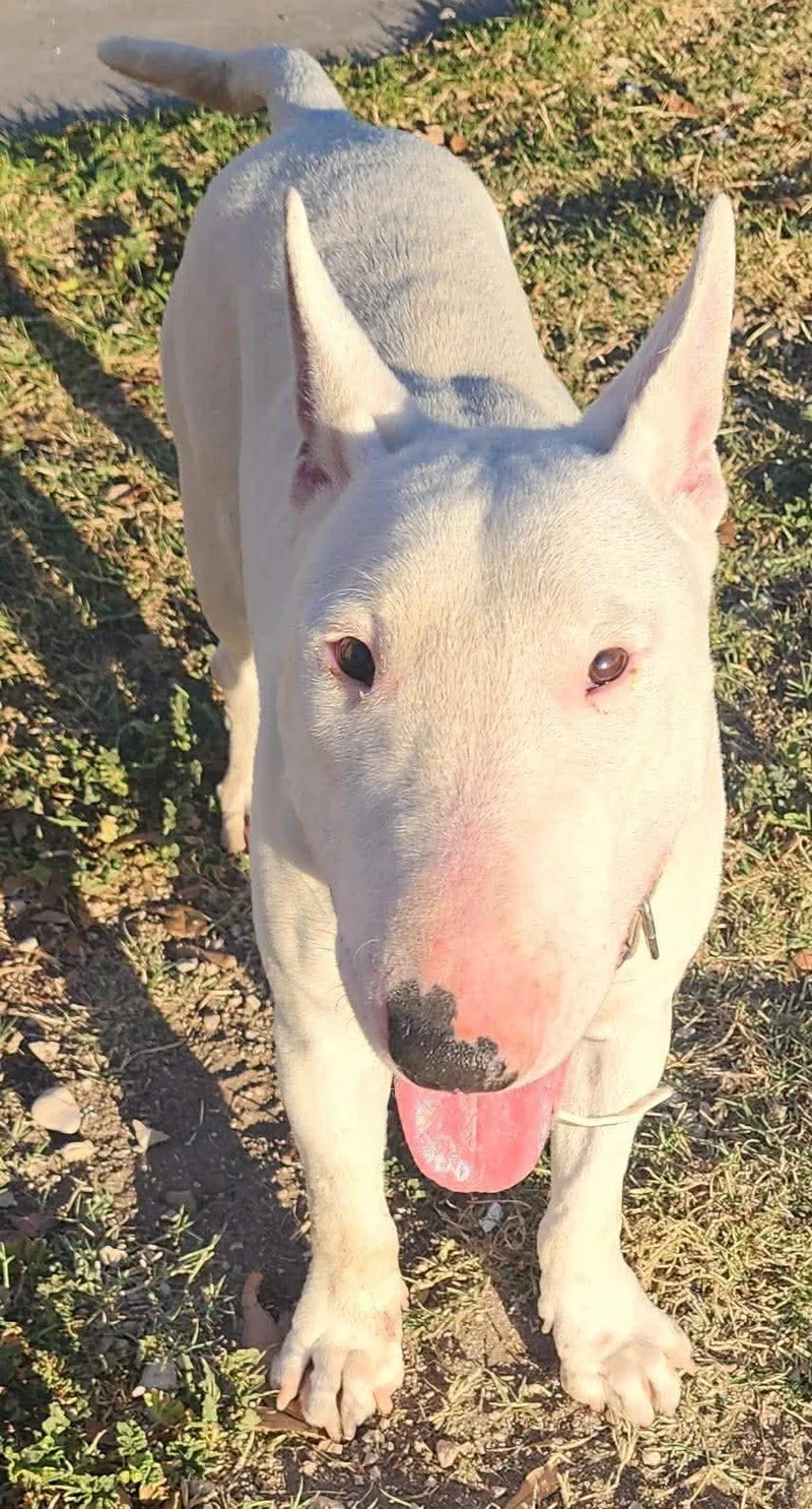 Bullseye thumbnail 3