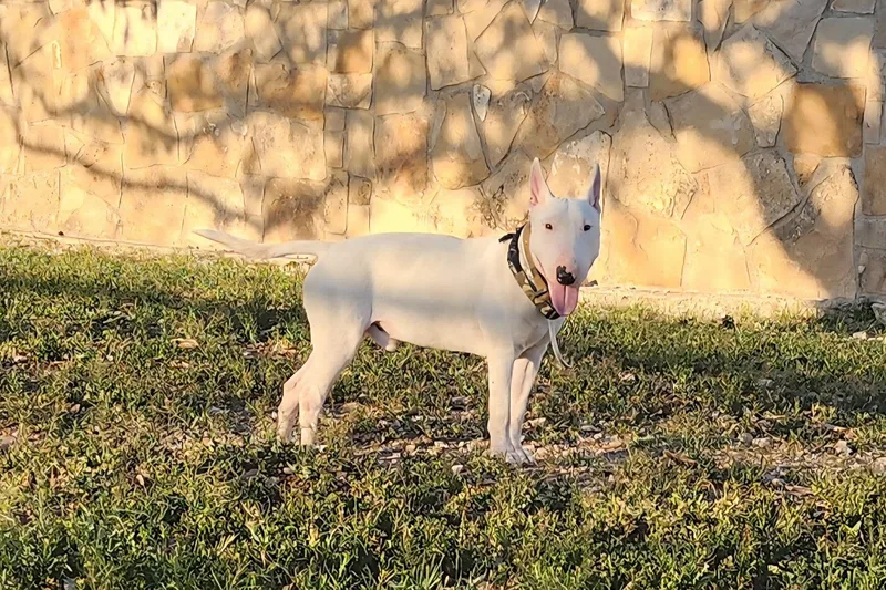 Bullseye thumbnail 4