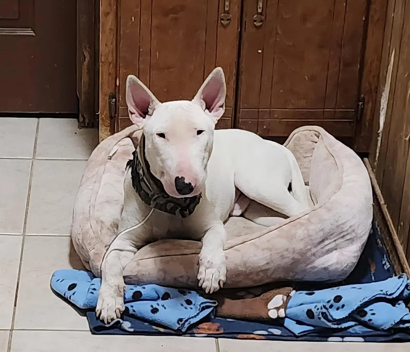 Bullseye thumbnail 5