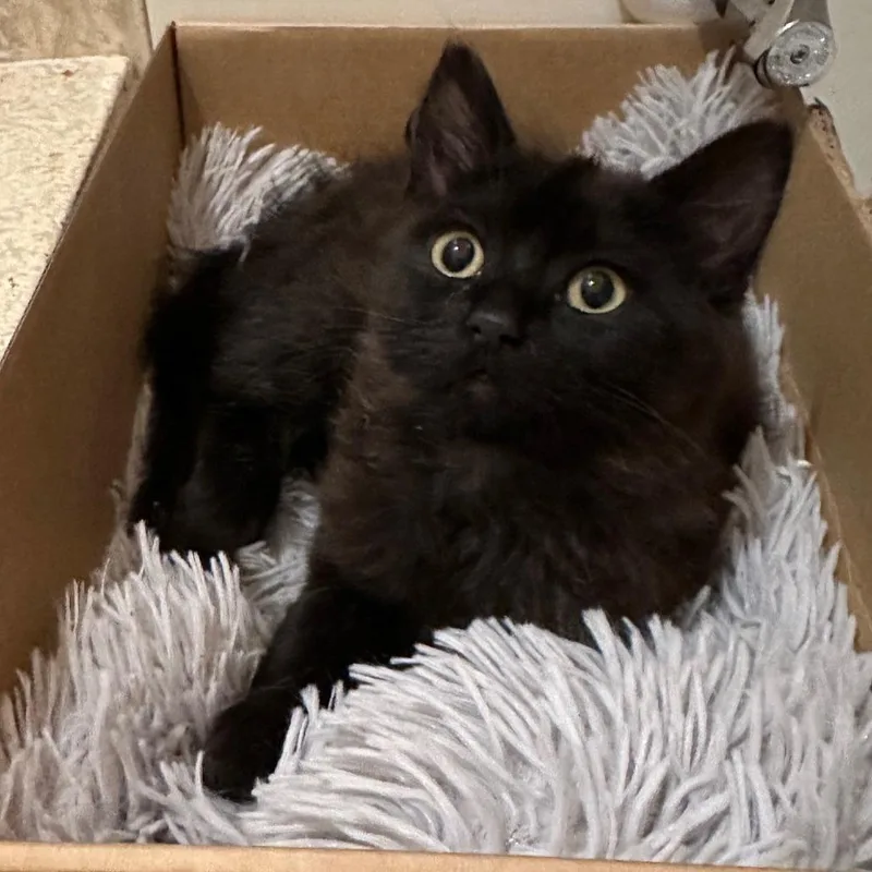 Coco Puff thumbnail 2