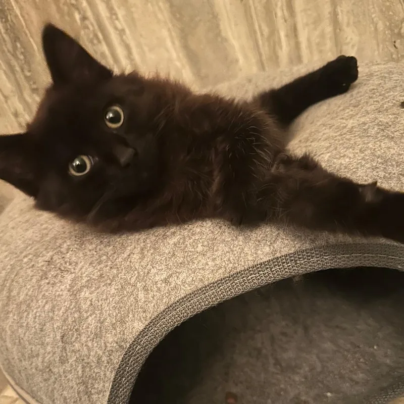 Coco Puff thumbnail 3