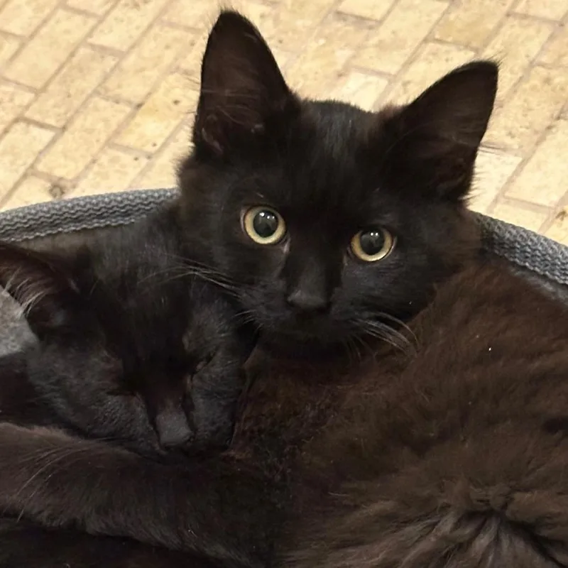 Coco Puff thumbnail 5