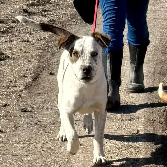 Butch Ci thumbnail 2