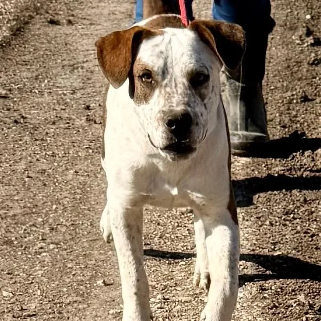 Butch Ci thumbnail 3