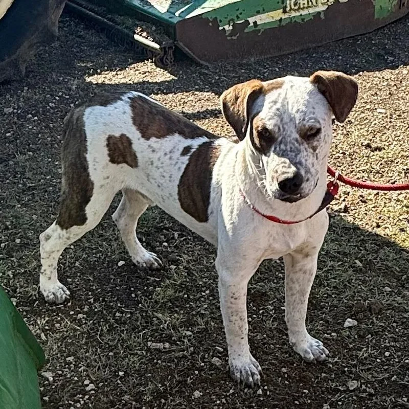 Butch Ci thumbnail 5