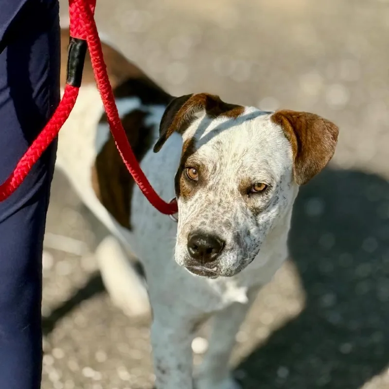 Butch Ci thumbnail 6