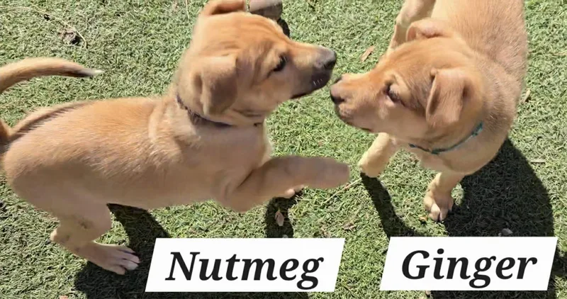 Ginger Ja thumbnail 2