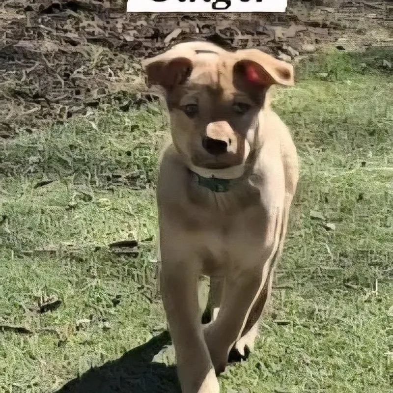 Ginger Ja thumbnail 3