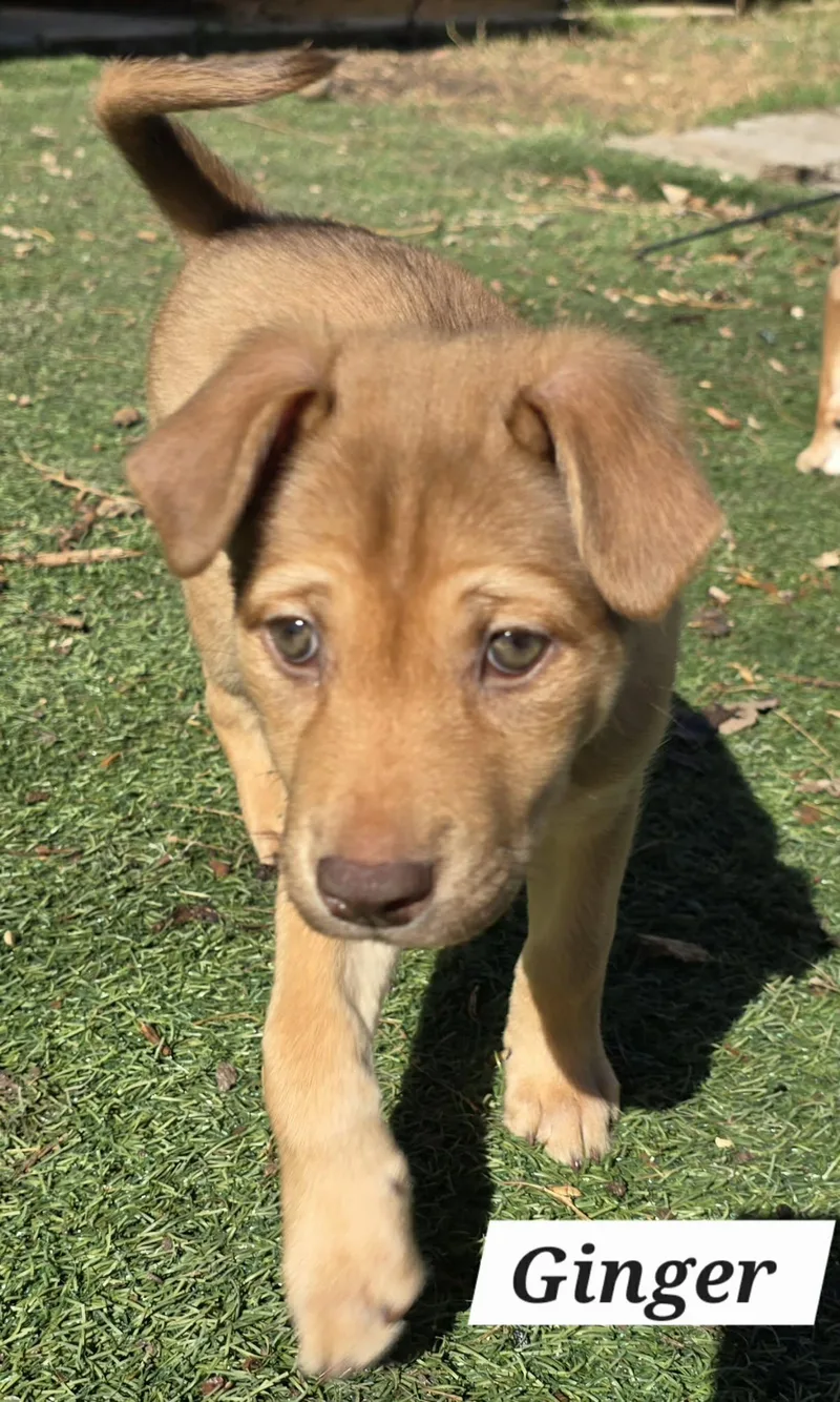 Ginger Ja thumbnail 4