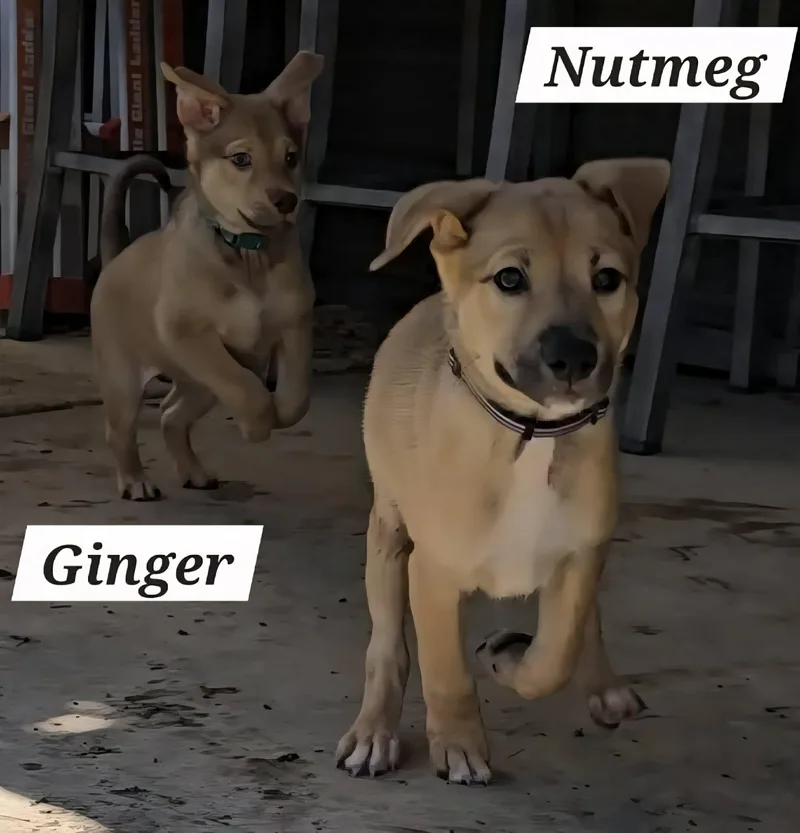 Ginger Ja thumbnail 5