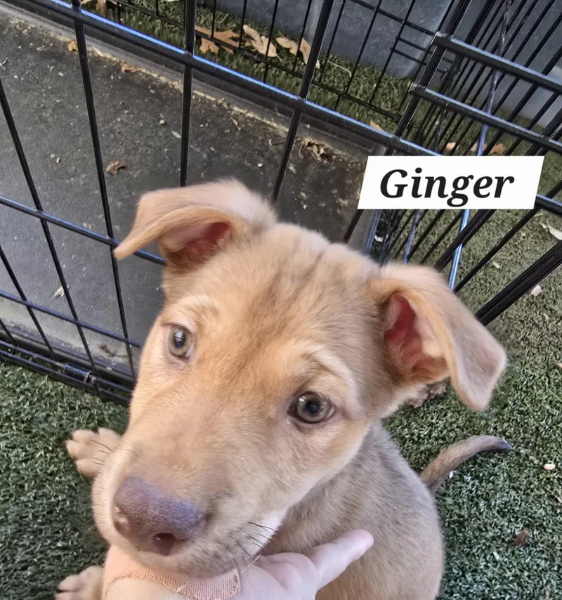 Ginger Ja thumbnail 6
