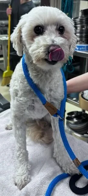 Marshmallow thumbnail 2