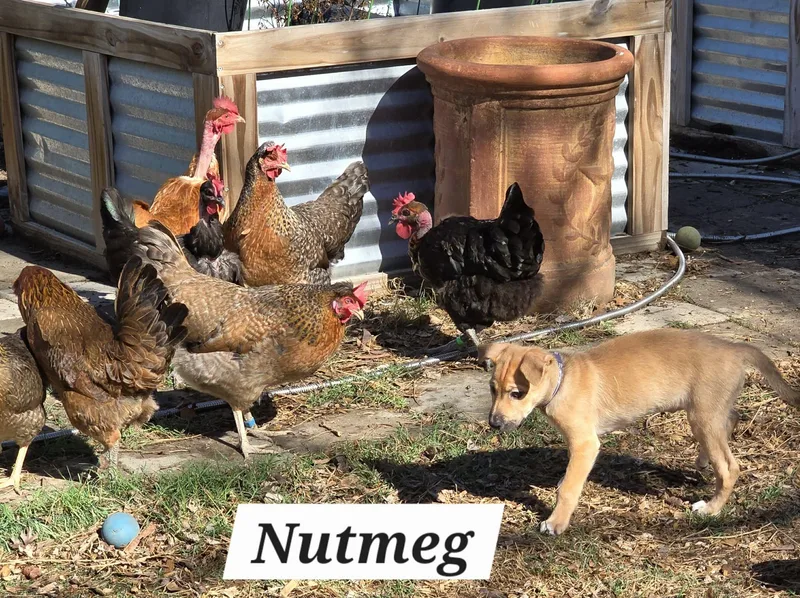 Nutmeg Ja thumbnail 2