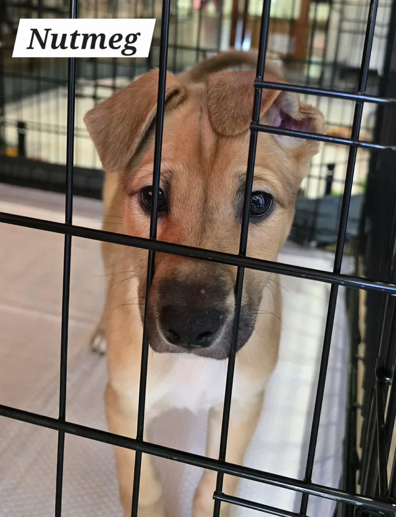 Nutmeg Ja thumbnail 3