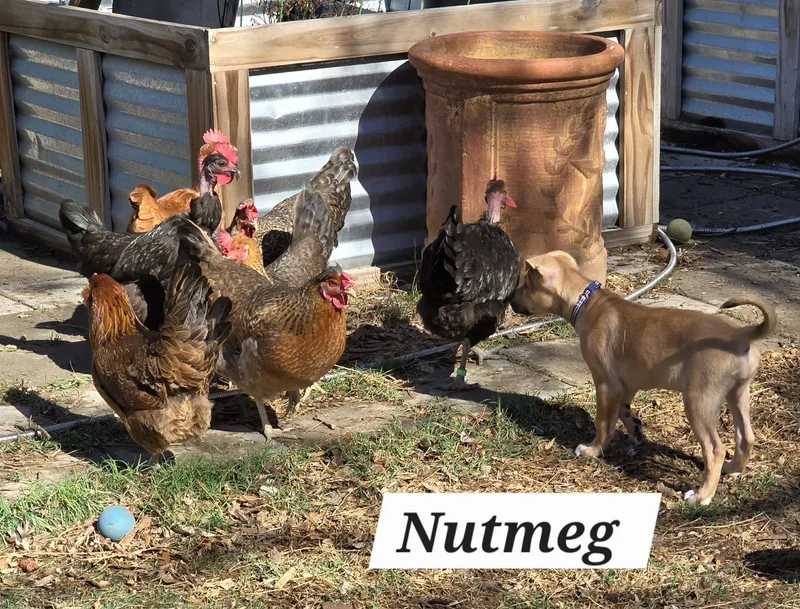 Nutmeg Ja thumbnail 4