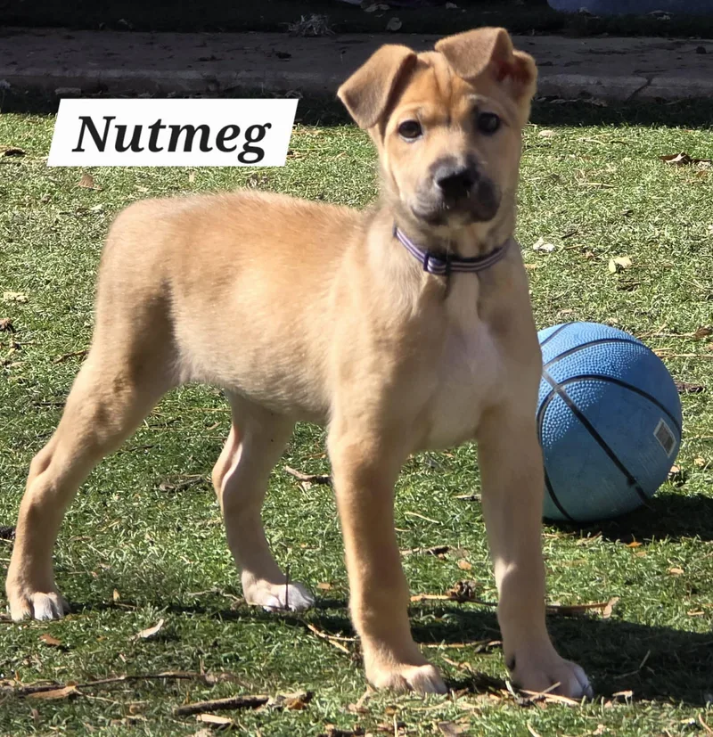 Nutmeg Ja thumbnail 5