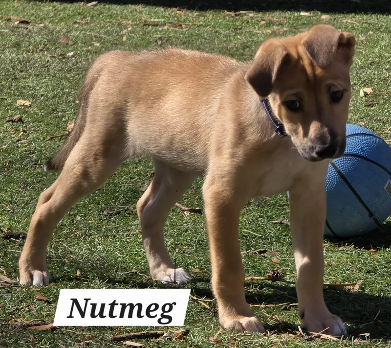 Nutmeg Ja thumbnail 6